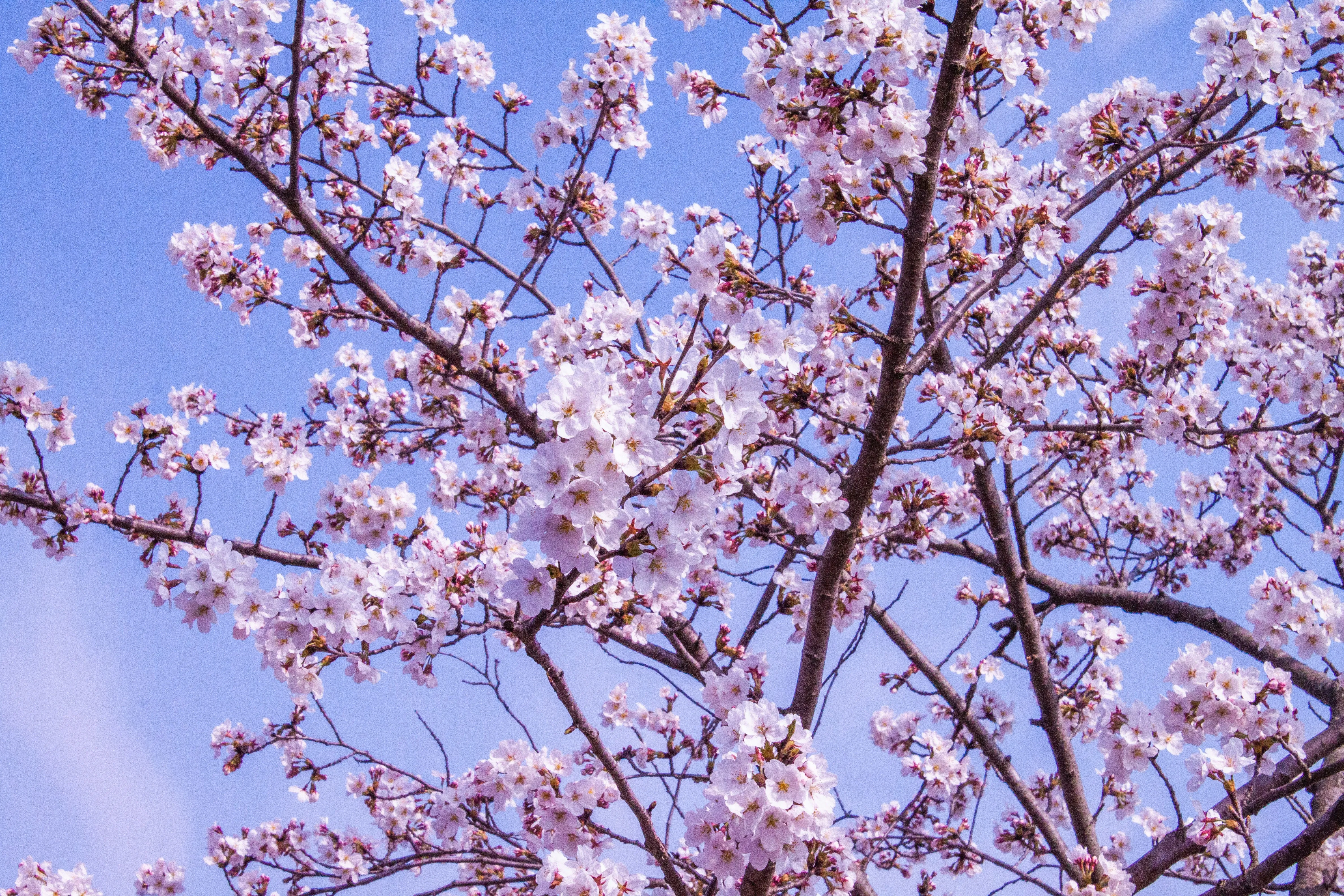 Banner image of the blog